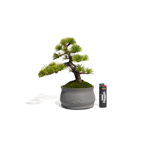 五葉松　-Japanese white pine-　（推定樹齢30年） 詳細画像